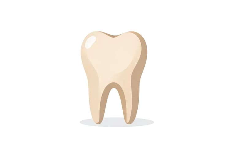 Um dente saudável e forte em um fundo branco.