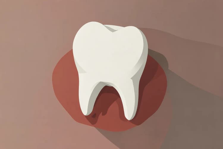 Dente quebrado mostrando a raiz exposta e a gengiva inflamada ao redor.