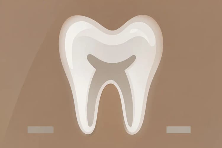Radiografia de um dente infantil mostrando a área da raiz em destaque.